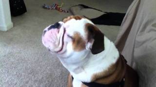 Ever hear a bulldog howl
