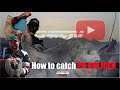 How To Catch A PB GALJOEN ASFN Rock Surf