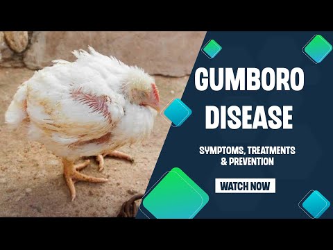 Gumboro disease in chickens - All you Need to Know