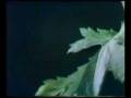 Sesame Street Vivaldi Flower Video