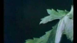 Sesame Street Vivaldi Flower Video