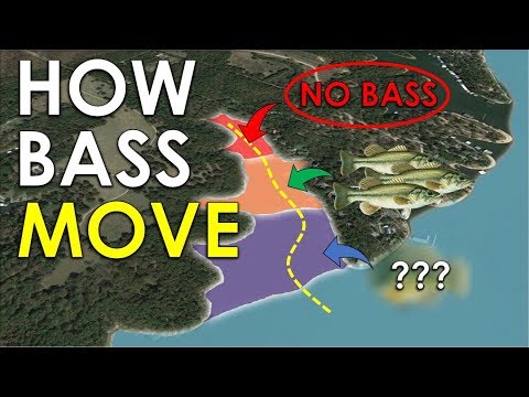 Pro Tip for Finding Bass On Any Lake | Bass Fishing Beginner Guide