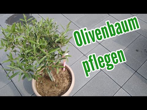 , title : 'Olivenbaum pflegen gießen düngen vermehren Standort überwintern schneiden umtopfen Olea europaea'