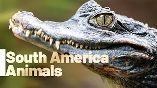 South America Animals Names and Sounds gameplay video by mgorham, 3:27 duration