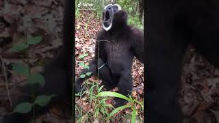 Download lagu COCOK BUAT NADA DERING TELEPON ATAU WHATSAPP mp3 Download lagu COCOK BUAT NADA DERING TELEPON ATAU WHATSAPP mp3