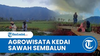 Mengenal Uniknya Kedai Sawah Sembalun, Wisata Lombok dengan Konsep Agrowisata