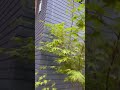 Green and Red Japanese Maple Tree