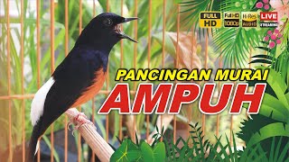 Download lagu PANCINGAN MURAI PAGI HARI 100% DI JAMIN AMPUH mp3 Download lagu PANCINGAN MURAI PAGI HARI 100% DI JAMIN AMPUH mp3