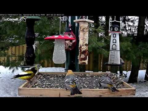 Female Pine Grosbeak With Golden Yellow Plumage – Feb. 22, 2017