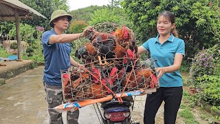 Close-up of catching chickens on tree tops to sell to traders. Raising free-range chickens. Ep 272