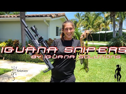 Iguana Snipers 65: Invasive Iguana removal by Iguana Solutions in Florida with the Brocock