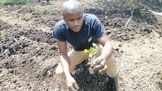 How to plant tomato seedlings. #Letsgrowtogether