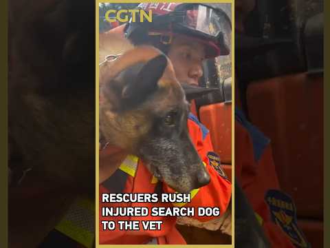 Search dog injured in Suichuan mudslide rescue – rescuer rushes to help