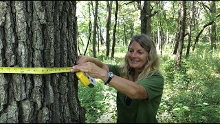 How to Measure Tree Diameter