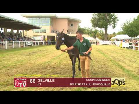 Show AQPS 2018 Lot 66 - GELVILLE
