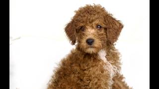 Video preview image #1 Poodle (Toy) Puppy For Sale in LANCASTER, PA, USA