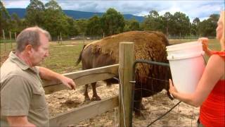 preview picture of video 'Halls Gap Zoo - Making Tracks | http://www.hallsgapzoo.com.au'