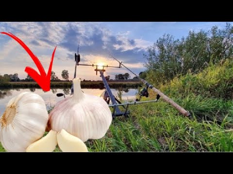 Mit Knoblauch auf Aal und Wels