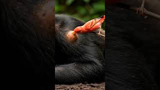 #birds 🙀😮😮😮#ai#foryou #animals #animais #funny #naturezasurpreendente