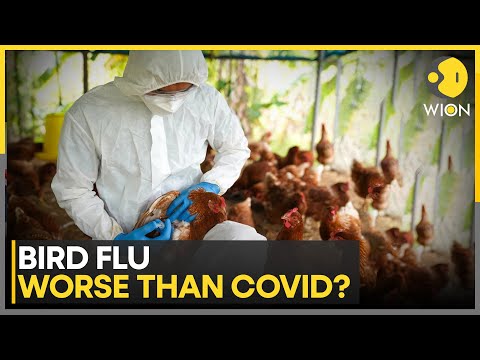Bird Flu: Is Pandemic Risk Worse Than Covid? | WION News