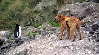 Download lagu World’s biggest mouse hunt underway on remote Antipodes Island mp3