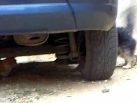 Charito! pobre gato "gracioso".mp4