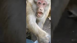 【TikTok】猿にフェイントかけるとかなりキレる?  #TikTok#shorts#猿#サル#monkey#フェイント#animal#キレる#おもしろ#おすすめ
