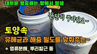 토양 살균과 살충을 동시에 할 수 있는 에프 포라는 미생물제제를 고추밭과 단호박밭에 간단히 뿌렸고 선충제거,…