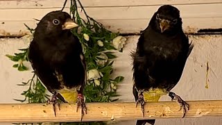 Download lagu Black Siskin #aviary #birds mp3