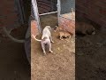 Happy Mother Dog Dog Lover Cute Puppies