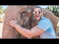🐘 Sei NICHT dieser Elefant!