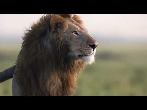 カバは母親の復讐でライオンの頭蓋骨を砕く