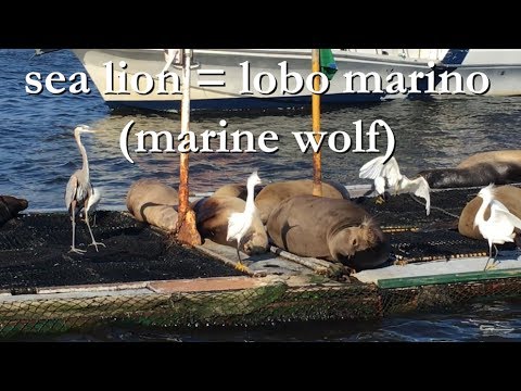 How To Make Sentences In Spanish | Learn Spanish