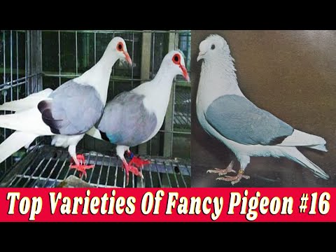 , title : 'Top Varieties Of Fancy Pigeon #16'