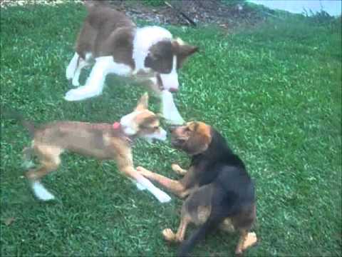 Jellybean, an adopted Rat Terrier Mix in Tuscaloosa, AL_image-1