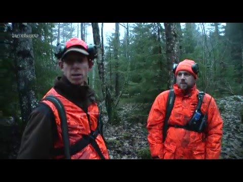 Vildsvinsjakt – Ur hundförarens perspektiv (ur Del 1 av Jaktkunskap)