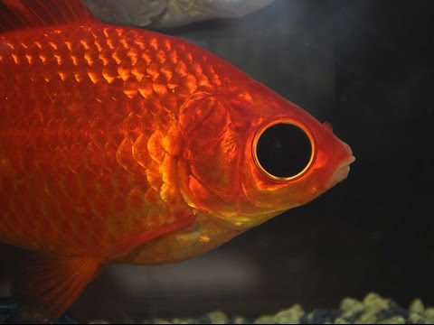 come ci vedono i nostri pesciolini rossi