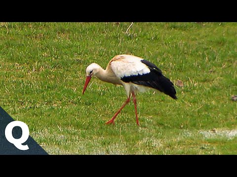 Stork – how it migrates and where it breeds | Quarks