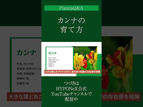 ディプラデニア肥料はいつ与えるのですか?この美しい植物の開花を促進するのに最適な肥料は何ですか?  庭園