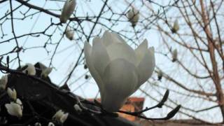 Hippiehaus- Galaxy.wmv