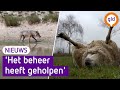ONRUST door groeiend aantal WOLVEN: burgemeesters slaan ALARM