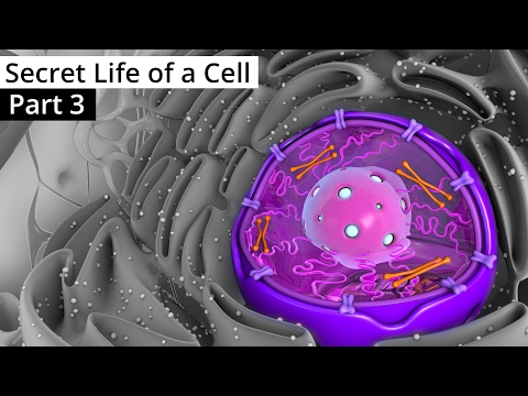 The Secret Life of a Cell, Part 3 - The Nucleus