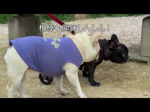 フレンチブルドッグの杏ちゃん　はじめての犬用車いす