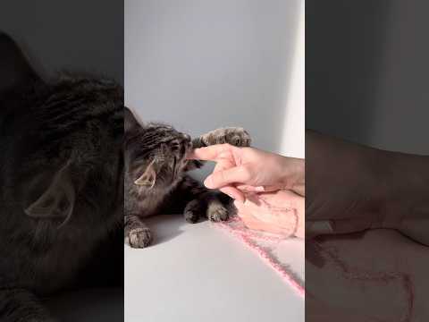 Вяжем вместе с котом, как можем! #cat #music #diy #handmade #catlover #knitting #crochet #kitten