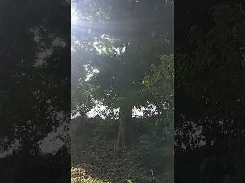 Relaxing Time in Santa Cruz Analquito 🌳✨ | Countryside Views of El Salvador #three #relax #piano