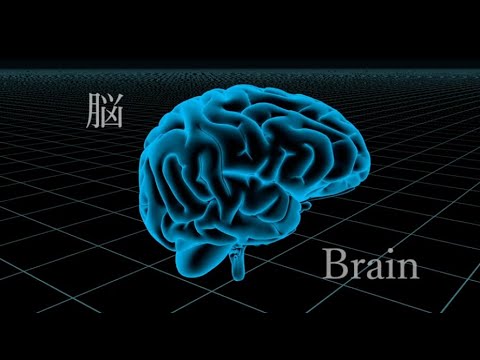 【ココカラ】Research41「脳はどのようにできてくる？」/金沢大学研究紹介動画