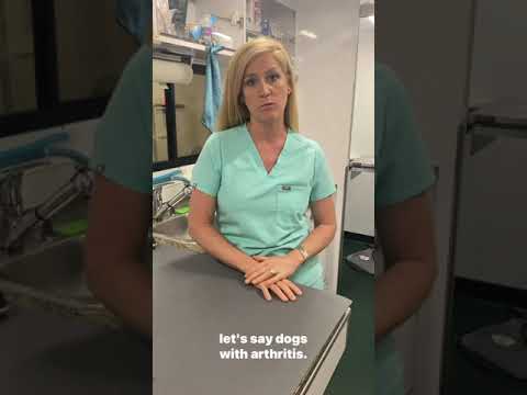 Ask the Vet Episode 1