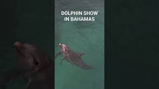 Dolphin Show in Bahamas #dolphin #bahamas #travel #cruise #vlog #여행