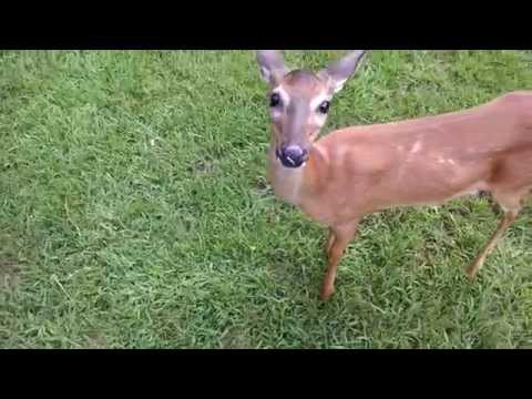 Deer walks right up to me in my front yard