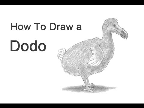 How to Draw a Dodo